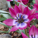 Tulipan botaniczny Little Beauty
