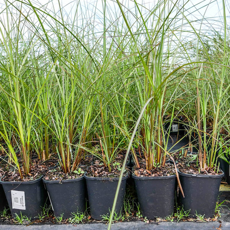 Miskant chiński Grosse Fontäne (C2)