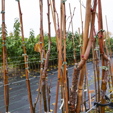 Lipa holenderska Pallida (C2)