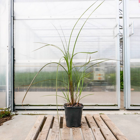 Miskant chiński Grosse Fontäne (C2)