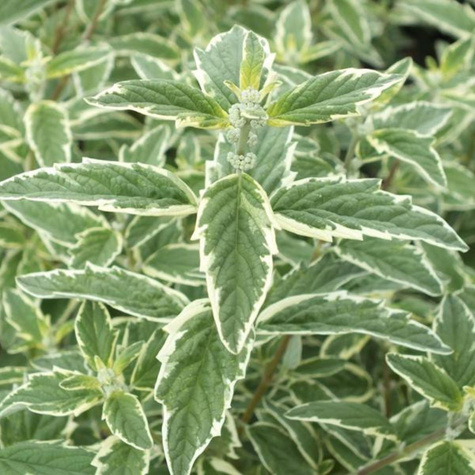 Barbula klandońska White Suprise (C2)