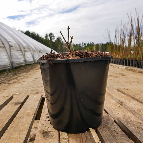 Lilak pospolity Josee