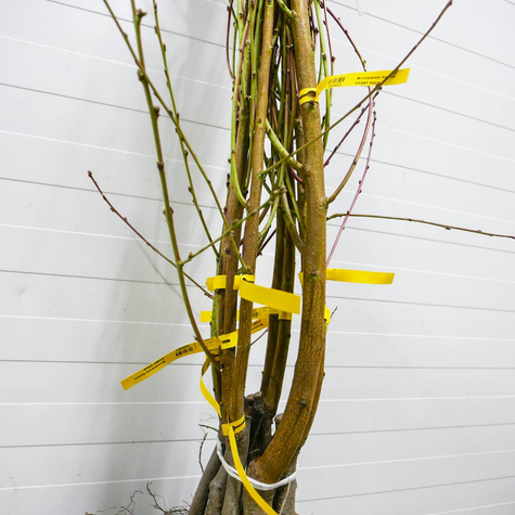 Brzoskwinia Dixired Plant Pack