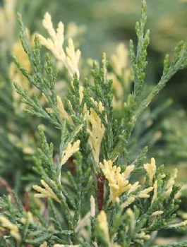 Jałowiec sabiński Variegata