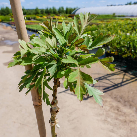 Głóg kulisty jednoszyjkowy szczepiony