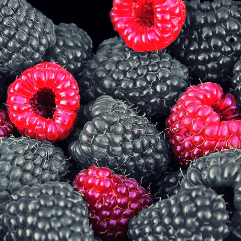 Malina czarna Plant Pack