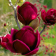 Magnolia Black Tulip (C2)