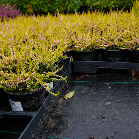 Wrzos pospolity Theresa