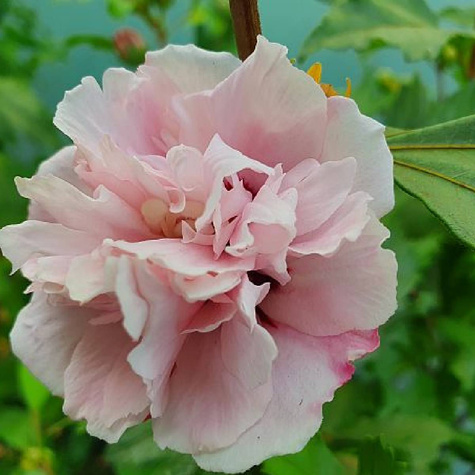 Ketmia syryjska Hibiskus Lady Stanley (P9)