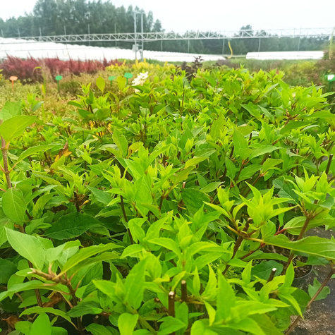 Hortensja bukietowa Mojito (C2)