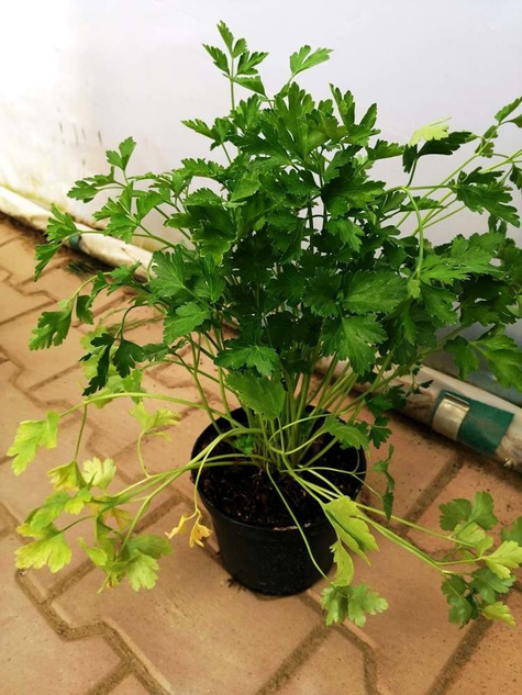 Pietruszka naciowa Gigante di Nap (C2)