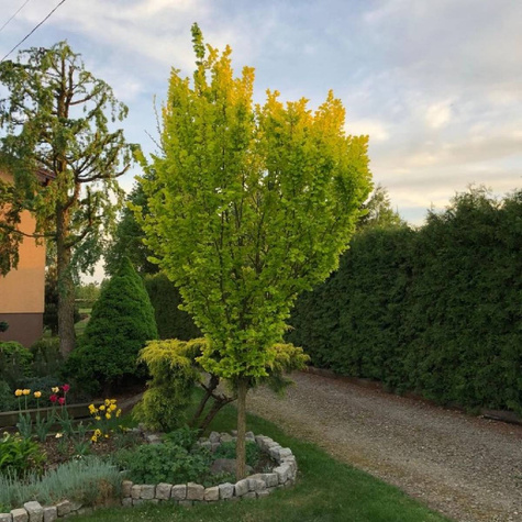 Wiąz Holenderski Wredei NP