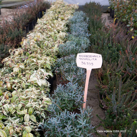 Modrzewnica pospolita 'Blue Ice' (C2)