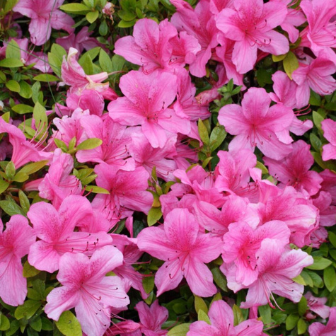 Azalia japońska Geisha Pink (C2)