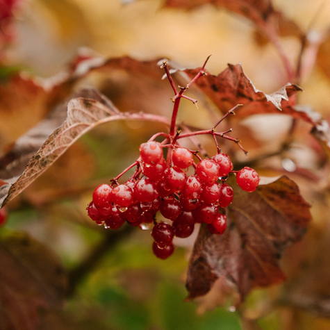 Kalina koralowa (C2)