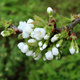 Czereśnia Hedelfińska Plant Pack