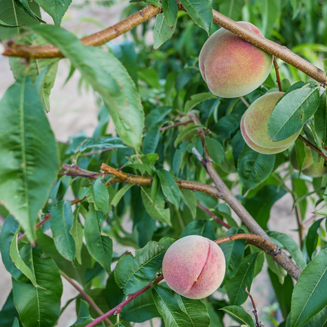 Brzoskwinia Harco Plant Pack
