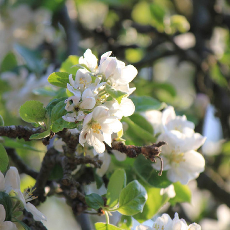 Jabłoń Novamac parchoodporny Plant Pack