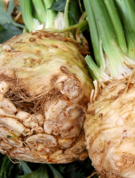 ZESTAW ALLEGRO Seler korzeniowy Maxim jesienny zbiór 0,5g