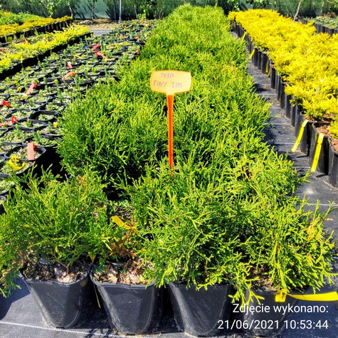 Żywotnik zachodni Tuja Thuja Tiny Tim (C2)