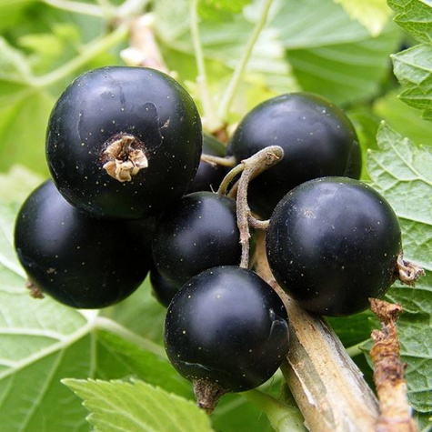 Porzeczka czarna Ben Connan Plant Pack