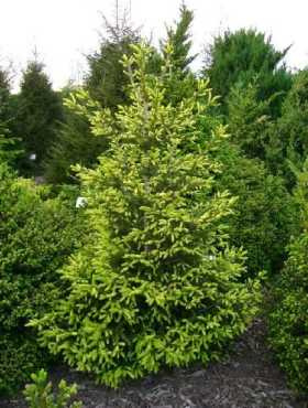 Świerk kaukaski 'Gold Star'