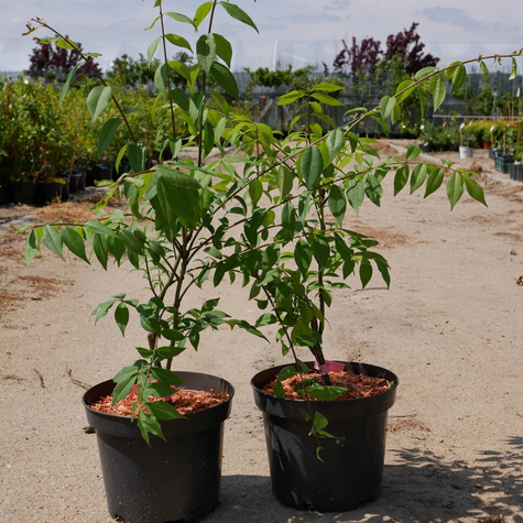 Trzmielina oskrzydlona (C2)