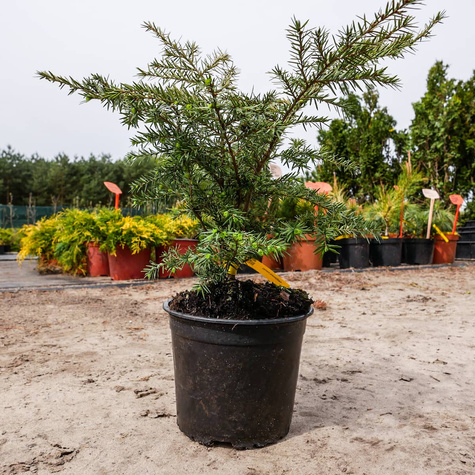 Choina Kanadyjska (C2)