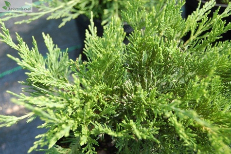 Jałowiec pośredni Mint Julep (C2)