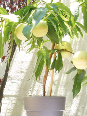 Mini Brzoskwinia biała