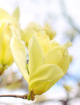 Magnolia żółta Yellow Lantern (C2)