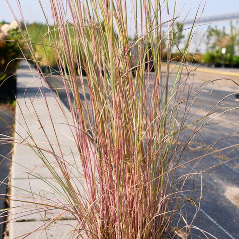 Palczatka miotlasta (C2)