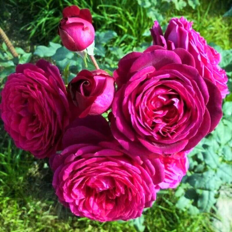 Róża wielkokwiatowa Johann Volfgang von Goethe Rose balot