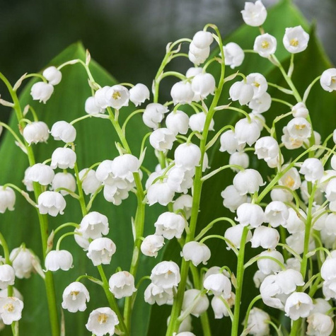 Konwalia Majowa (C2)