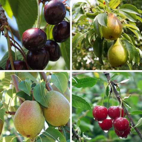 Zestaw Duo Owocowy Czereśnie i Grusze z Zapylaczami Plant Pack