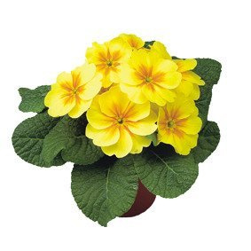 Prymulka Pierwiosnek żółta sadzonka w doniczce