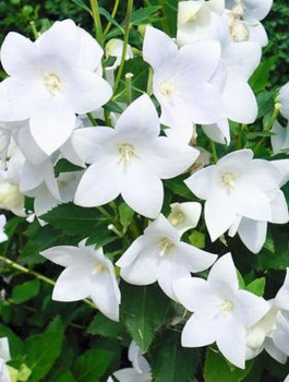Zestaw 6 szt Rozwar wielkokwiatowy White
