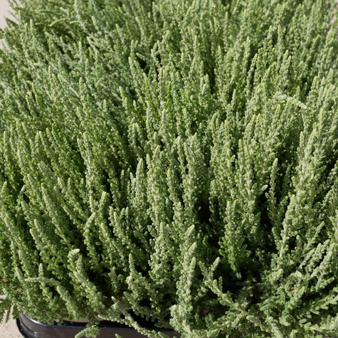 Wrzos pospolity biały kwiat liście srebrno-zielone sadzonki