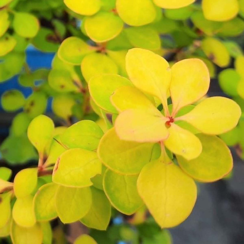 Berberys thunberga Golden Devine