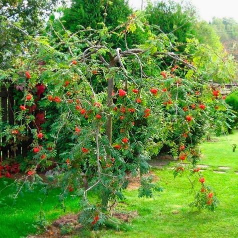 Jarząb Pospolity Pendula Szczepiony Na Pniu
