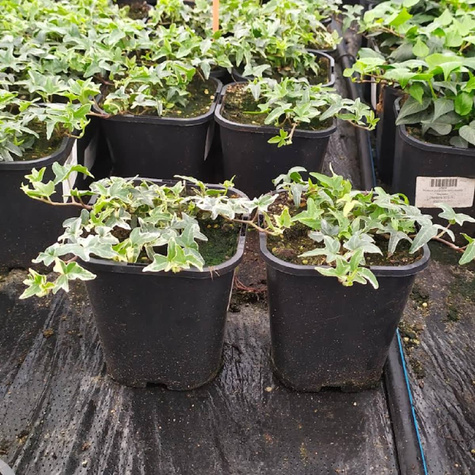 Bluszcz pospolity Mini Esther