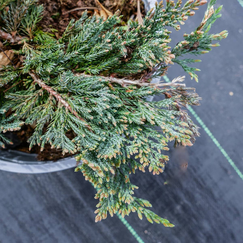 Jałowiec płożący Blue Chip dywanowy (C2)