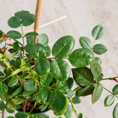 Róża PNĄCA żółto-czerwona