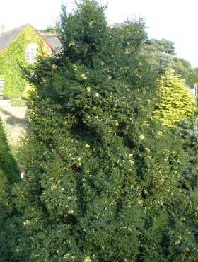 Cyprysik tępołuskowy (japoński) Snow Flake