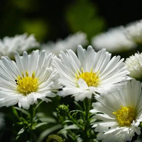 Aster krzaczasty Schneekissen biały (C2)