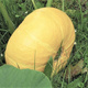 Dynia zwyczajna olbrzymia Melonowa Żółta 5g