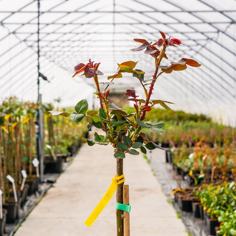 Róża szczepiona na pniu biało-różowa wielkokwiatowa