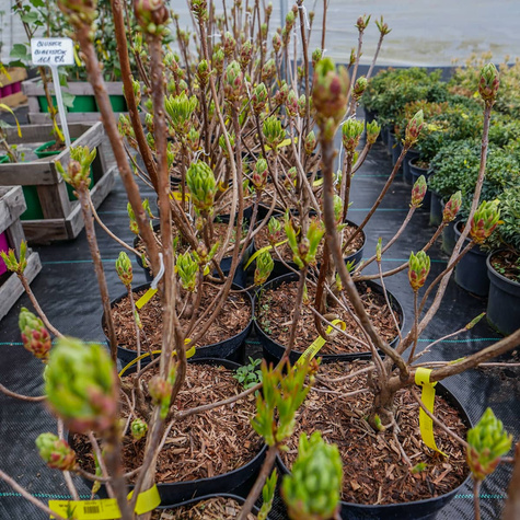 Azalia żółta (C2)