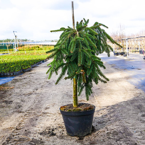 Świerk szczepiona Pendula na pniu Pa 70-90cm