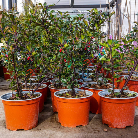 Ostrokrzew Blue Girl (C2)